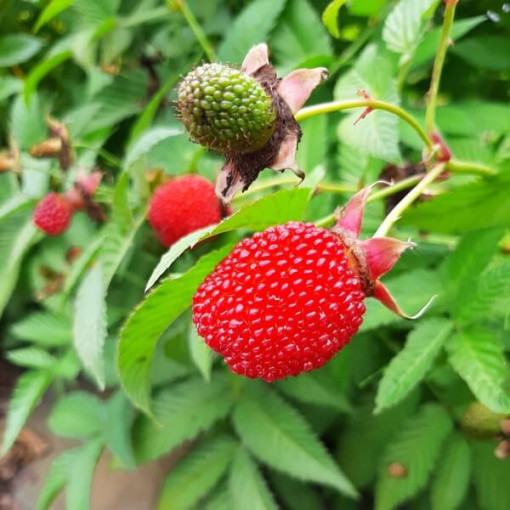 Strawberry-raspberry hybrid P9/C1
