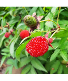 Strawberry-raspberry hybrid P9/C1