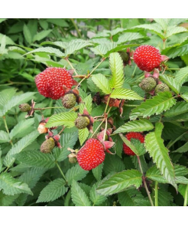 Strawberry-raspberry hybrid P9/C1