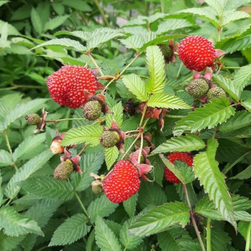 Strawberry-raspberry hybrid P9/C1