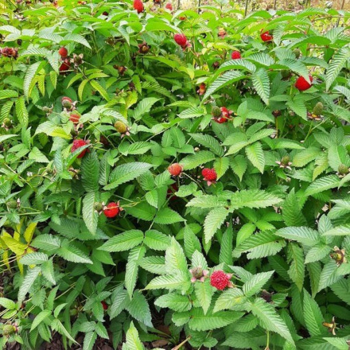 Strawberry-raspberry hybrid P9/C1