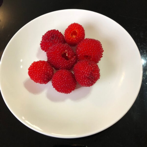 Strawberry-raspberry hybrid P9/C1