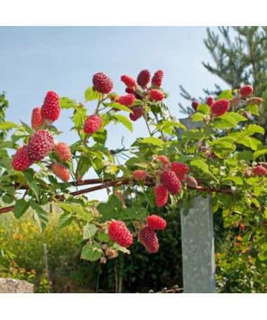 Thornless loganberry ‘Loganberry' P9/C1