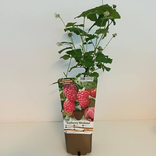 Thornless loganberry ‘Loganberry' P9/C1