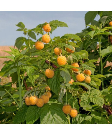 Yellow Raspberry 'Golden Queen'