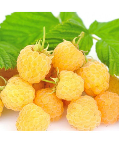 Yellow Raspberry 'Golden Queen'