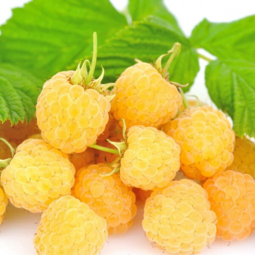 Yellow Raspberry 'Golden Queen'