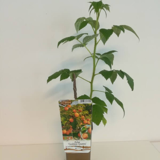 Yellow Raspberry 'Golden Queen'