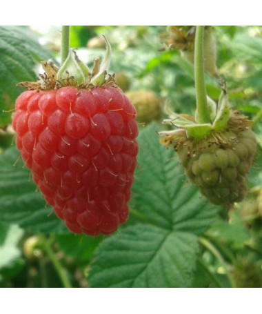 Red Raspberry 'Zewa'