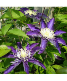 Clematis Hakuookan (large-flowered) cont. 4L