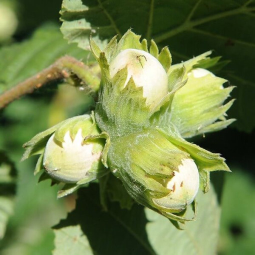 Common Hazel (Corylus avellana)