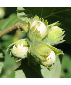 Common Hazel (Corylus avellana)