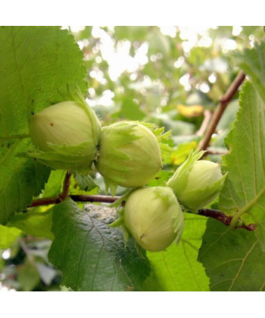 Common Hazel (Corylus avellana)