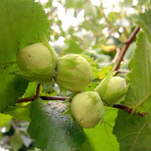 Common Hazel (Corylus avellana)