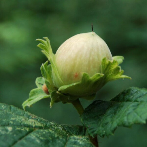 Common Hazel (Corylus avellana)