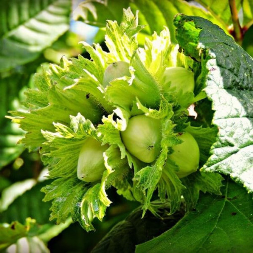 Common Hazel (Corylus avellana)
