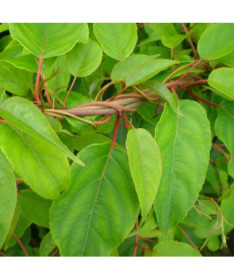 Kiwi Actinidia Pollinator Weiki (arguta) MALE P9/C1