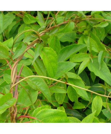 Kiwi Actinidia Pollinator Weiki (arguta) MALE P9/C1