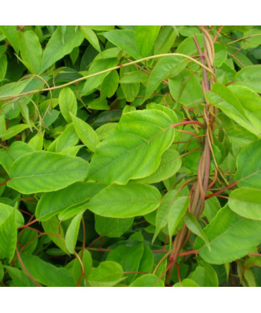 Kiwi Actinidia Pollinator Male (arguta) P9/C1