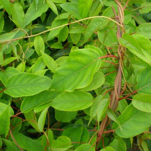 Kiwi Actinidia Pollinator Male (arguta) P9/C1