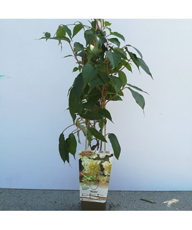 Kiwi Actinidia Pollinator Male (arguta) P9/C1