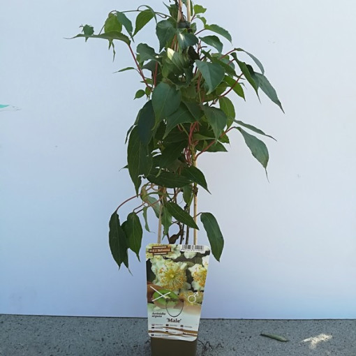 Kiwi Actinidia Pollinator Male (arguta) P9/C1