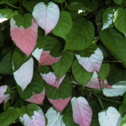 Kiwi Actinidia Sientiabrskaja (variegated) P9/C1