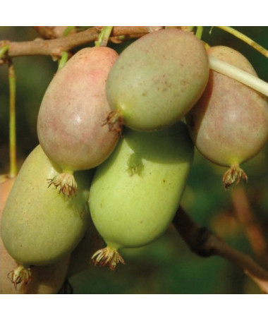 Kiwi Actinidia Lucy (sharp-leaf)