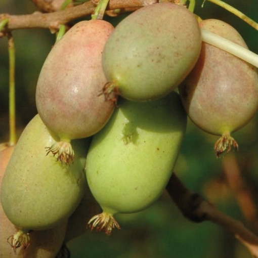 Kiwi Actinidia Lucy (sharp-leaf)