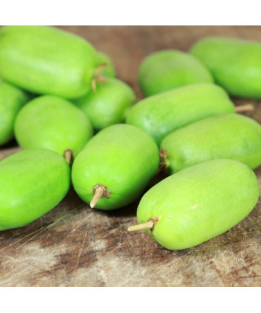 Kiwi Actinidia Kokuwa (hardy kiwi) SELF-FERTILE P9/C1