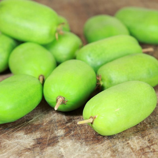 Kiwi Actinidia Kokuwa (hardy kiwi) SELF-FERTILE P9/C1