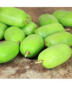 Kiwi Actinidia Kokuwa (hardy kiwi) SELF-FERTILE P9/C1