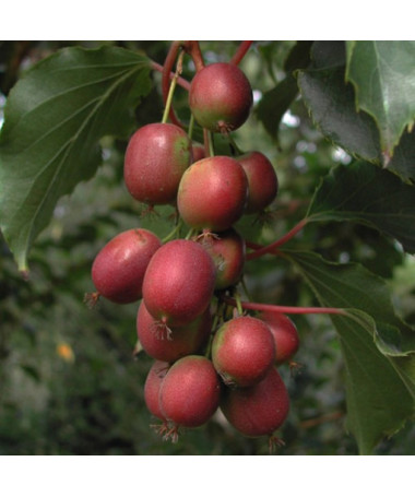 Kiwi Actinidia 'Ken's Red' (hardy kiwi) P9/C1