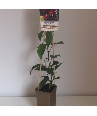 Kiwi Actinidia 'Ken's Red' (hardy kiwi) P9/C1
