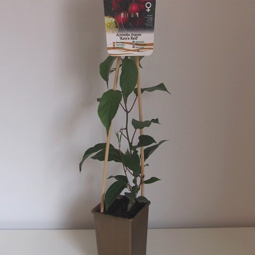 Kiwi Actinidia 'Ken's Red' (hardy kiwi) P9/C1