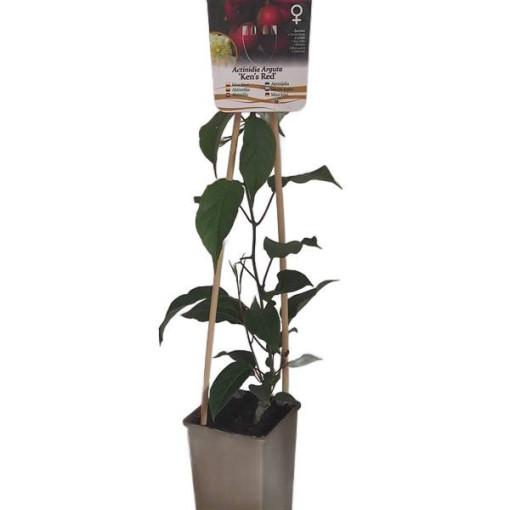 Kiwi Actinidia 'Ken's Red' (hardy kiwi) P9/C1