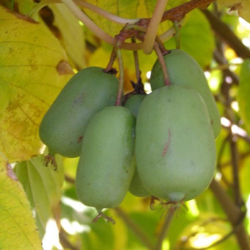 Kiwi Actinidia Jumbo (hardy) P9/C1