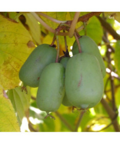 Kiwi Actinidia Jumbo (hardy) P9/C1