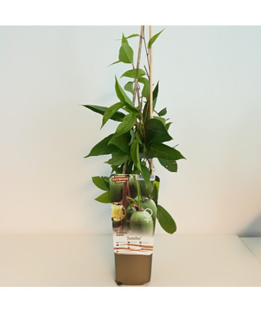 Kiwi Actinidia Jumbo (hardy) P9/C1