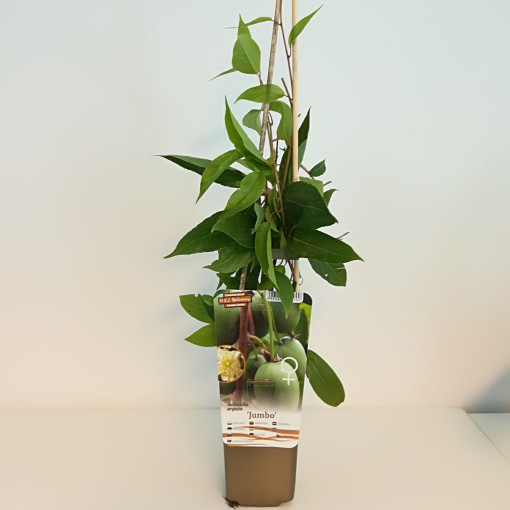 Kiwi Actinidia Jumbo (hardy) P9/C1