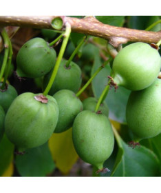 Kiwi Actinidia Issai (hardy) SELF-FERTILE P9/C1