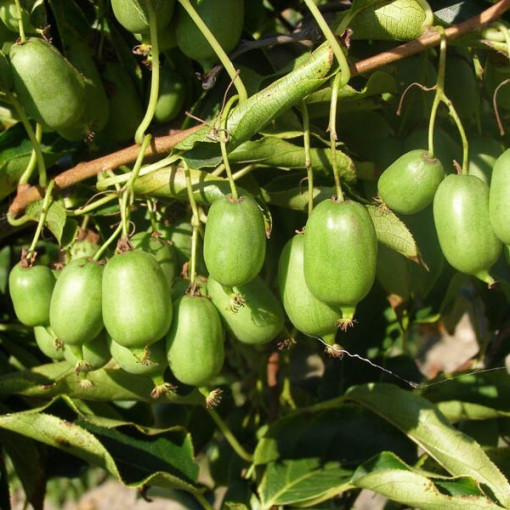 Kiwi Actinidia Issai (hardy) SELF-FERTILE P9/C1