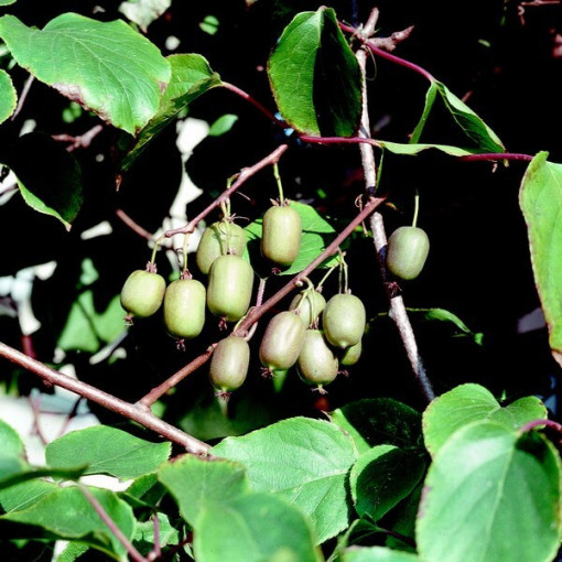 Kiwi Actinidia Issai (hardy) SELF-FERTILE P9/C1