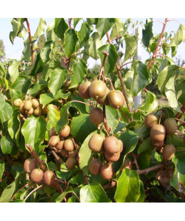 Kiwi Actinidia Geneva (hardy) P9/C1