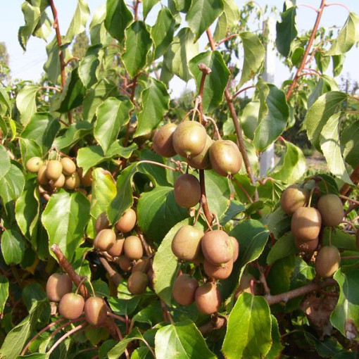 Kiwi Actinidia Geneva (hardy) P9/C1