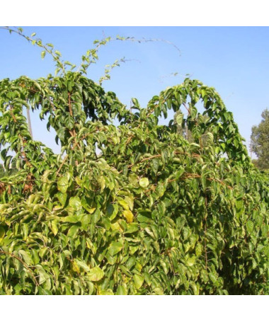 Kiwi Actinidia Geneva (hardy) P9/C1