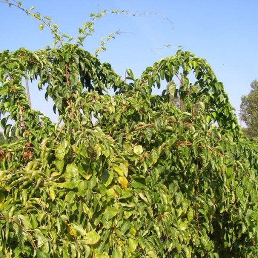 Kiwi Actinidia Geneva (hardy) P9/C1