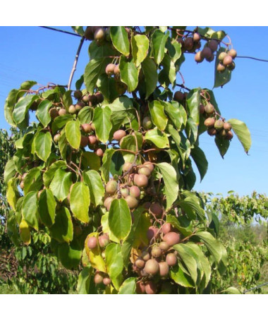 Kiwi Actinidia Dr Szymanowski (variegated) P9/C1