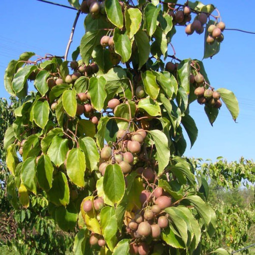Kiwi Actinidia Dr Szymanowski (variegated) P9/C1