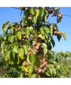 Kiwi Actinidia Dr Szymanowski (variegated) P9/C1